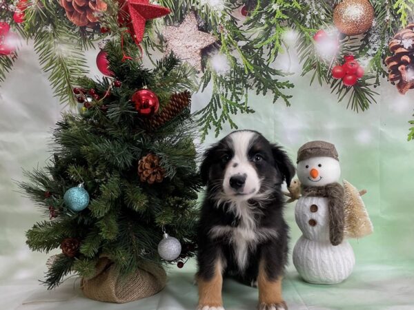 Miniature Australian Shepherd DOG Male TRI-COLOR 24319 Petland Las Vegas, Nevada