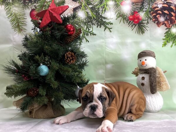 English Bulldog DOG Female Red and White 24326 Petland Las Vegas, Nevada