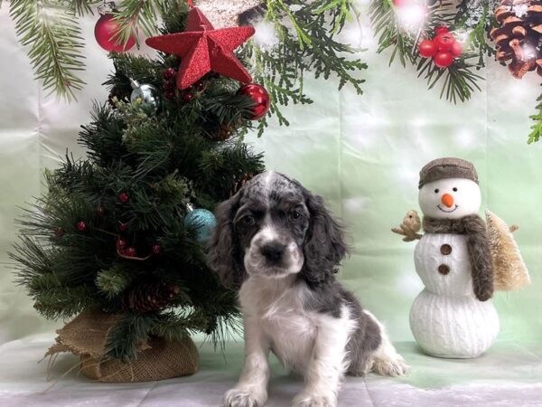 Cocker Spaniel DOG Male Blue Roan 24327 Petland Las Vegas, Nevada