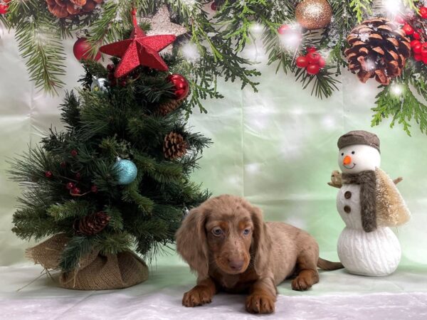 Dachshund DOG Female Chocolate Dapple 24328 Petland Las Vegas, Nevada