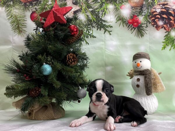 Boston Terrier DOG Female Black and White 24329 Petland Las Vegas, Nevada