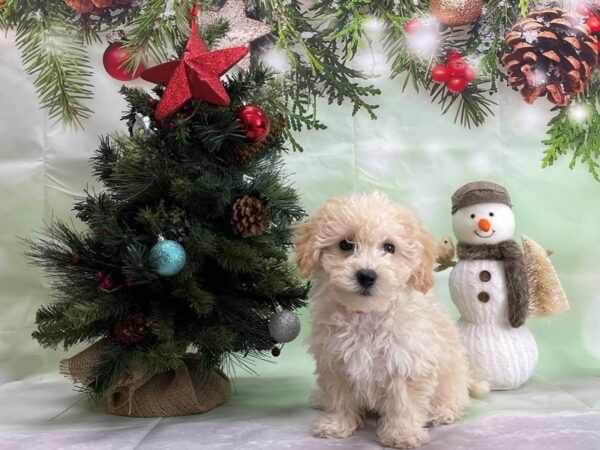 Bichon Frise DOG Female White and Apricot 24332 Petland Las Vegas, Nevada