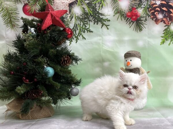 Persian CAT Female White 24339 Petland Las Vegas, Nevada