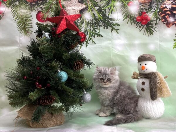 Persian-CAT-Male-Blue-24340-Petland Las Vegas, Nevada