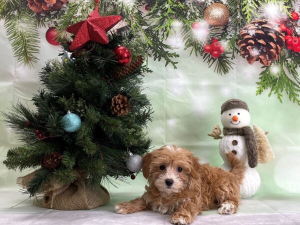 Maltese/Poodle DOG Female Red 24344 Petland Las Vegas, Nevada