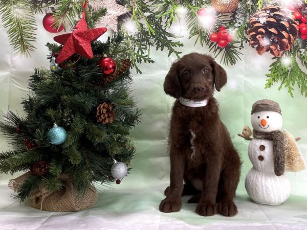 Labradoodle F1-B-DOG-Female-Brown-24345-Petland Las Vegas, Nevada