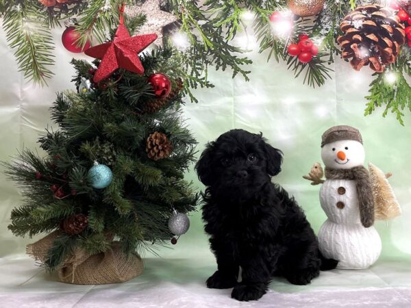 Havanese/Poodle DOG Male Black 24346 Petland Las Vegas, Nevada