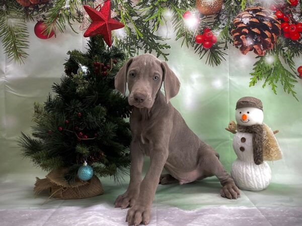 Weimaraner DOG Male Silver Gray 24367 Petland Las Vegas, Nevada