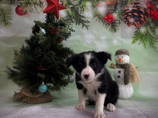 Border Collie DOG Male Black / White 24360 Petland Las Vegas, Nevada