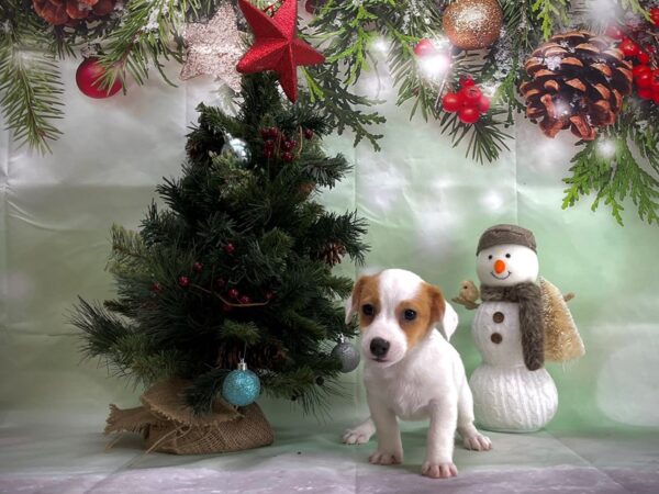 Jack Russell Terrier DOG Female White / Red 24359 Petland Las Vegas, Nevada