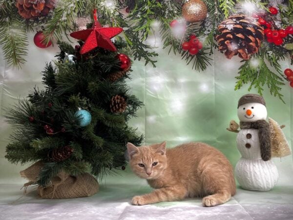 Domestic Cat CAT Male Yellow 24357 Petland Las Vegas, Nevada