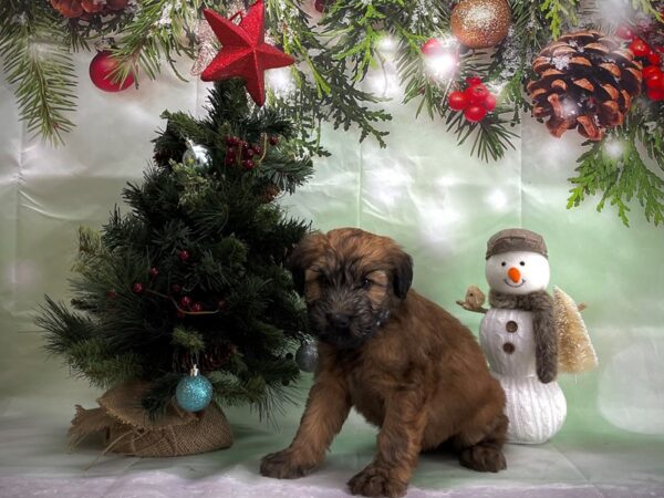 Soft Coated Wheaten Terrier DOG Male Wheaten 24354 Petland Las Vegas, Nevada