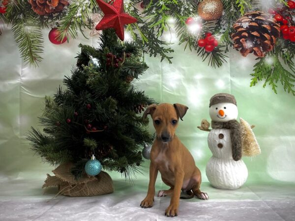 Italian Greyhound DOG Female Fawn 24347 Petland Las Vegas, Nevada