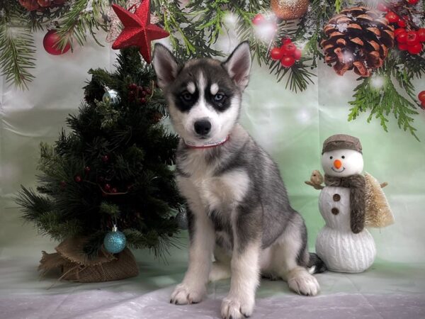 Siberian Husky DOG Female Gray / White 24369 Petland Las Vegas, Nevada