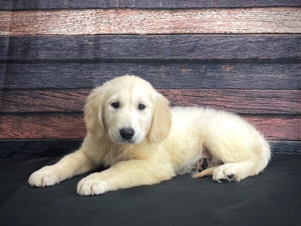 English Cream Golden Retriever DOG Male Cream 24316 Petland Las Vegas, Nevada