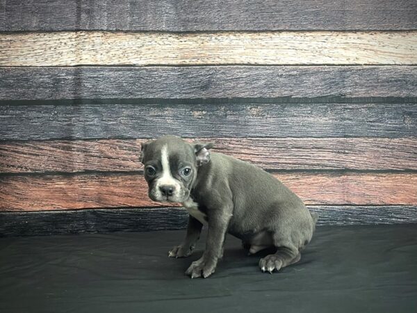 Boston Terrier DOG Male Blue / White 24374 Petland Las Vegas, Nevada