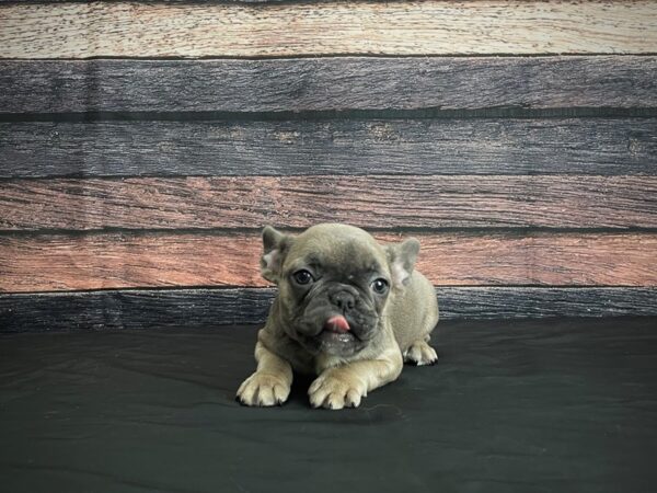 French Bulldog DOG Female Blue Fawn 24377 Petland Las Vegas, Nevada