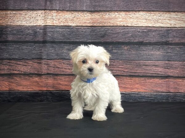 Maltese DOG Male White 24380 Petland Las Vegas, Nevada