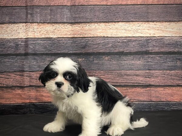 F1B Zuchon-DOG-Male-Black / White-24383-Petland Las Vegas, Nevada