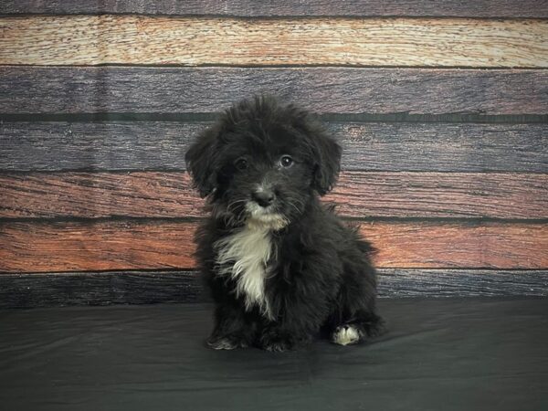 Cardigan Welsh Corgi/Poodle-DOG-Male-Black-24386-Petland Las Vegas, Nevada