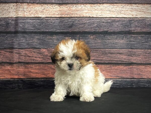 F1B Zuchon-DOG-Female-White / Gold-24387-Petland Las Vegas, Nevada