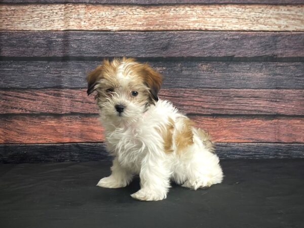 Maltese/Shih Tzu DOG Female White / Gold 24389 Petland Las Vegas, Nevada