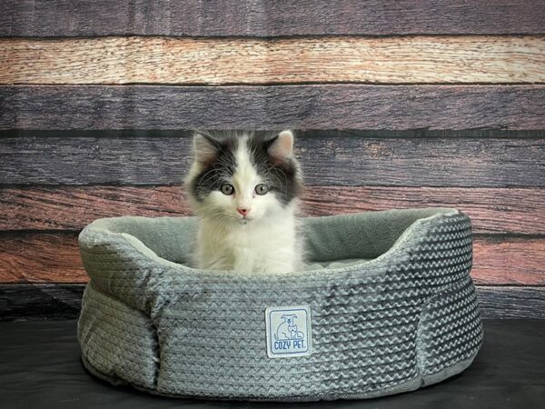 Domestic Cat-CAT-Female-White / Black-24412-Petland Las Vegas, Nevada