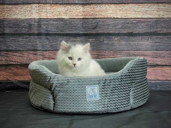 Domestic Cat-CAT-Female-White / Gray-24411-Petland Las Vegas, Nevada