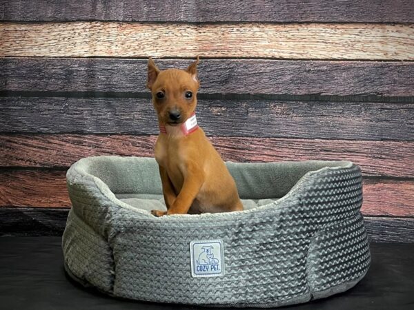 Miniature Pinscher DOG Female Red 24408 Petland Las Vegas, Nevada