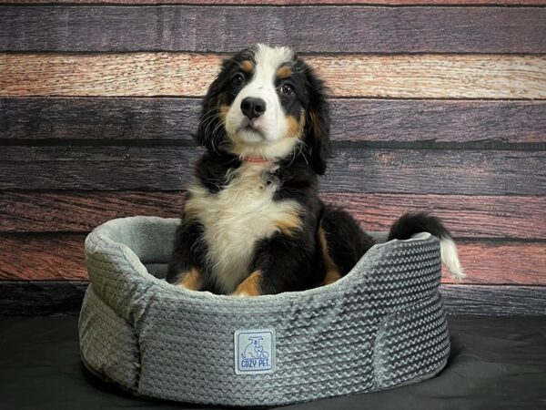 Bernese Mountain Dog DOG Female Black Rust and White 24405 Petland Las Vegas, Nevada