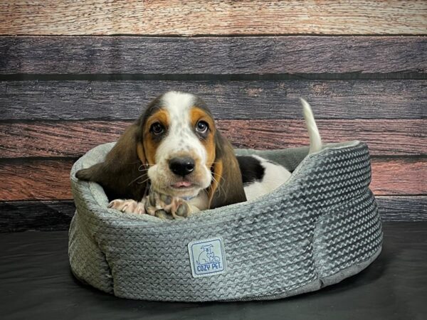 Basset Hound DOG Male Black White and Tan 24404 Petland Las Vegas, Nevada