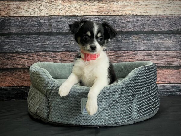 Chihuahua-DOG-Female-Black Sabled and Fawn-24403-Petland Las Vegas, Nevada