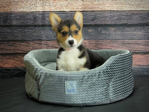 Pembroke Welsh Corgi DOG Female Black and Tan 24401 Petland Las Vegas, Nevada