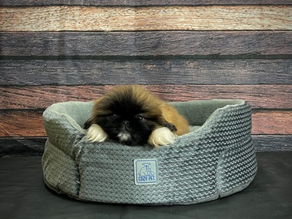 Pekingese DOG Female Red 24400 Petland Las Vegas, Nevada