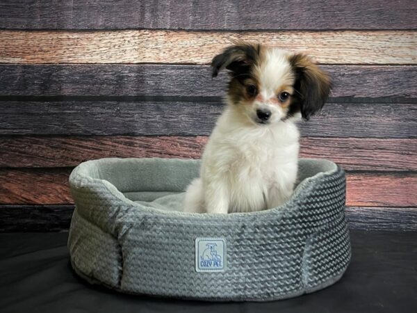 Papillon DOG Female White and Sable 24399 Petland Las Vegas, Nevada