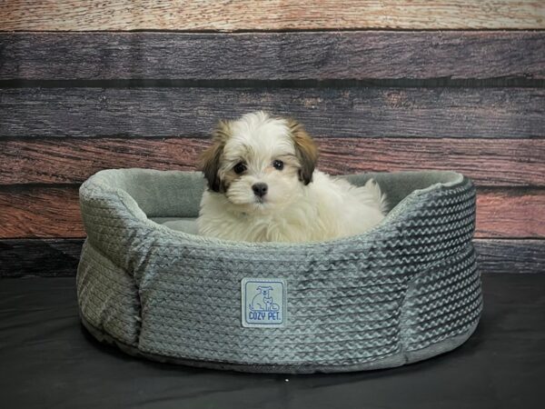 Havanese DOG Male Gold Sable 24398 Petland Las Vegas, Nevada