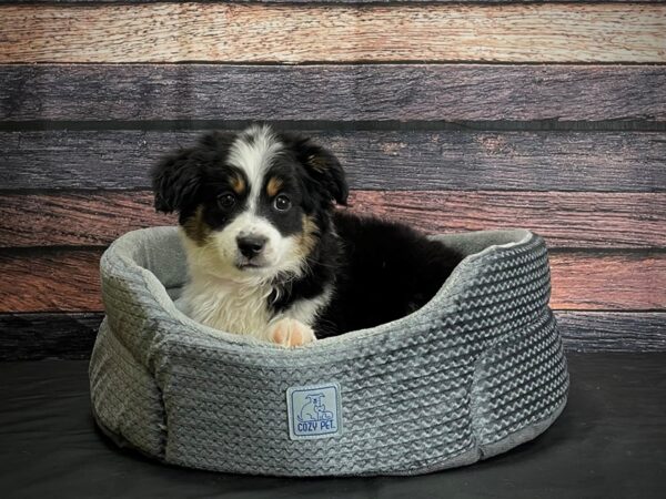 Toy Australian Shepherd DOG Female Black Brown and White 24397 Petland Las Vegas, Nevada