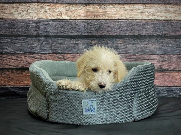 Schnoodle-Poo DOG Male Cream 24396 Petland Las Vegas, Nevada