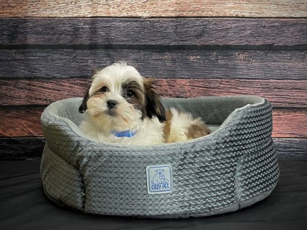 Maltese/Shih Tzu-DOG-Male-Gold and White-24395-Petland Las Vegas, Nevada