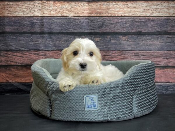 Maltese/Poodle DOG Male White and Apricot 24394 Petland Las Vegas, Nevada