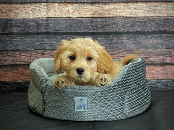 Bichon Frise/Cavalier King Charles Spaniel DOG Male Cream 24392 Petland Las Vegas, Nevada