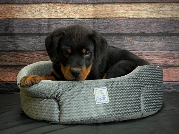 Rottweiler DOG Male Black and Mahogany 24390 Petland Las Vegas, Nevada