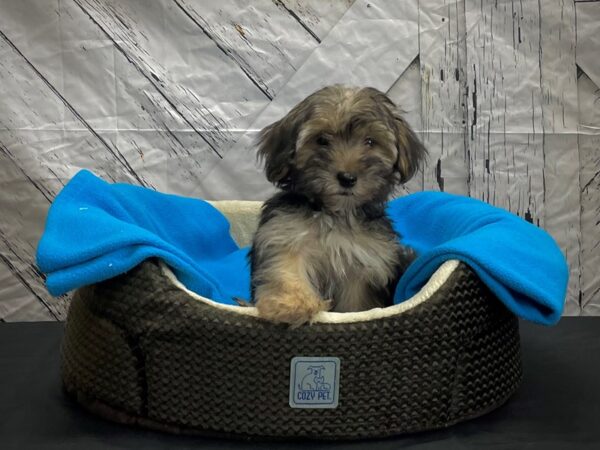 Maltese/Yorkshire Terrier DOG Male Black and Tan 24426 Petland Las Vegas, Nevada