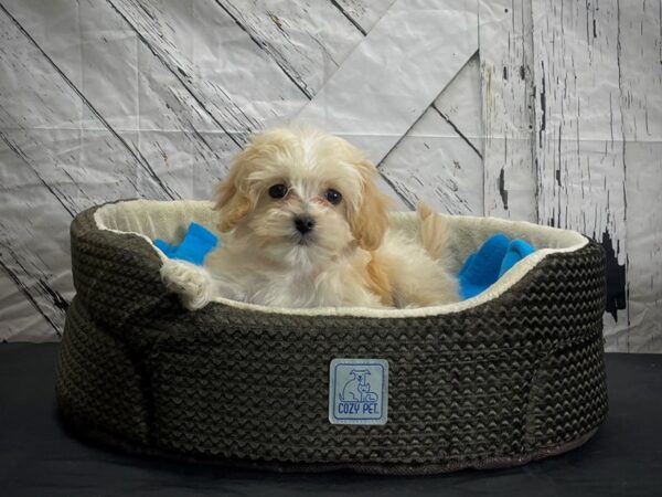 Bichon Frise/Havanese DOG Female Cream 24427 Petland Las Vegas, Nevada