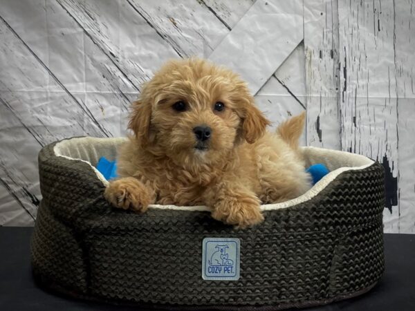 F1B Mini Goldendoodle DOG Female Golden 24428 Petland Las Vegas, Nevada