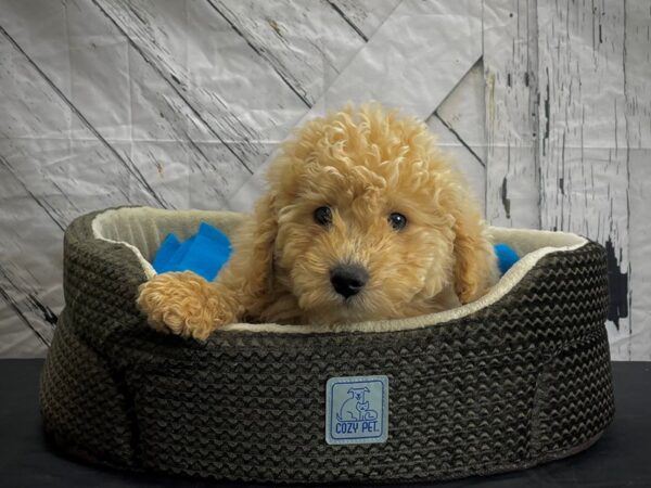 F1B Mini Goldendoodle DOG Male Golden 24429 Petland Las Vegas, Nevada