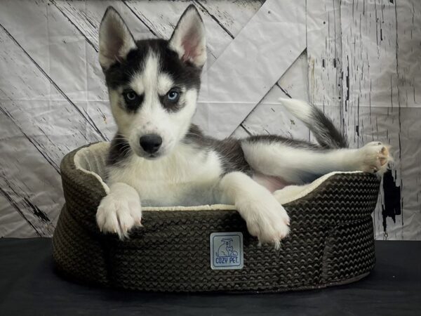 Siberian Husky DOG Male Black and White 24431 Petland Las Vegas, Nevada