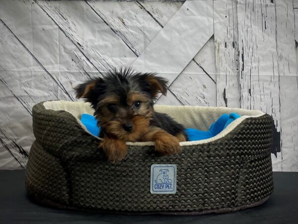 Yorkshire Terrier DOG Female Black and Tan 24432 Petland Las Vegas, Nevada