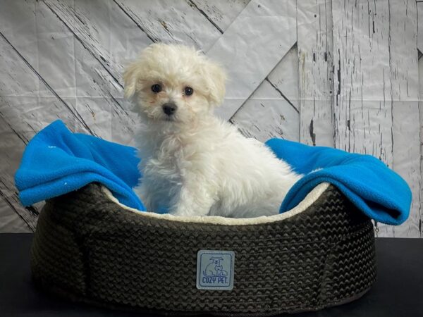 Bichon Frise DOG Female White 24433 Petland Las Vegas, Nevada