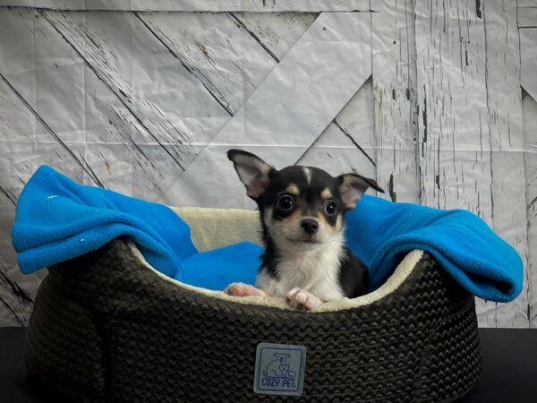 Chihuahua DOG Female Black and Tan 24434 Petland Las Vegas, Nevada